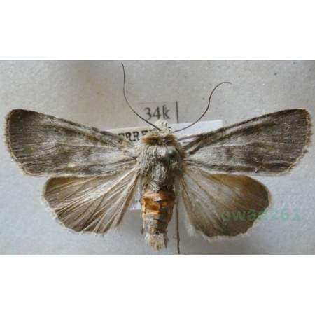 Standfussiana lucernea (Linnaeus, 1758) Austria34k